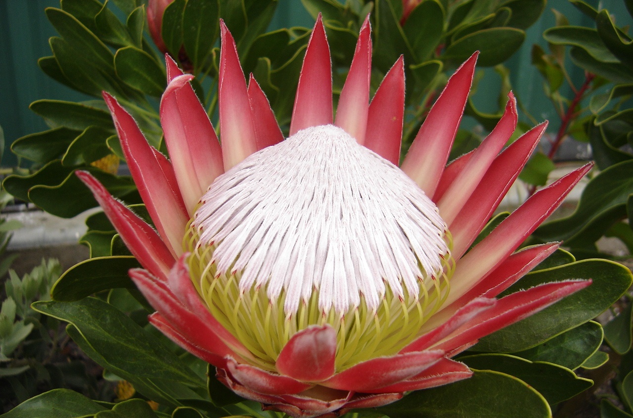 WELCOME to the Official website of the South African Association of Botanists.